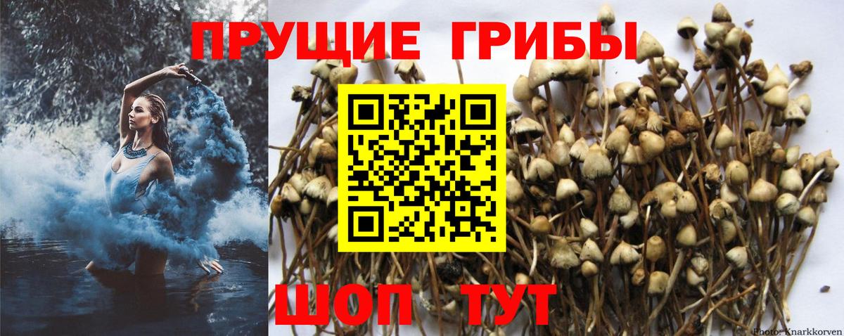 Псилоцибиновые грибы Cubensis Елабуга